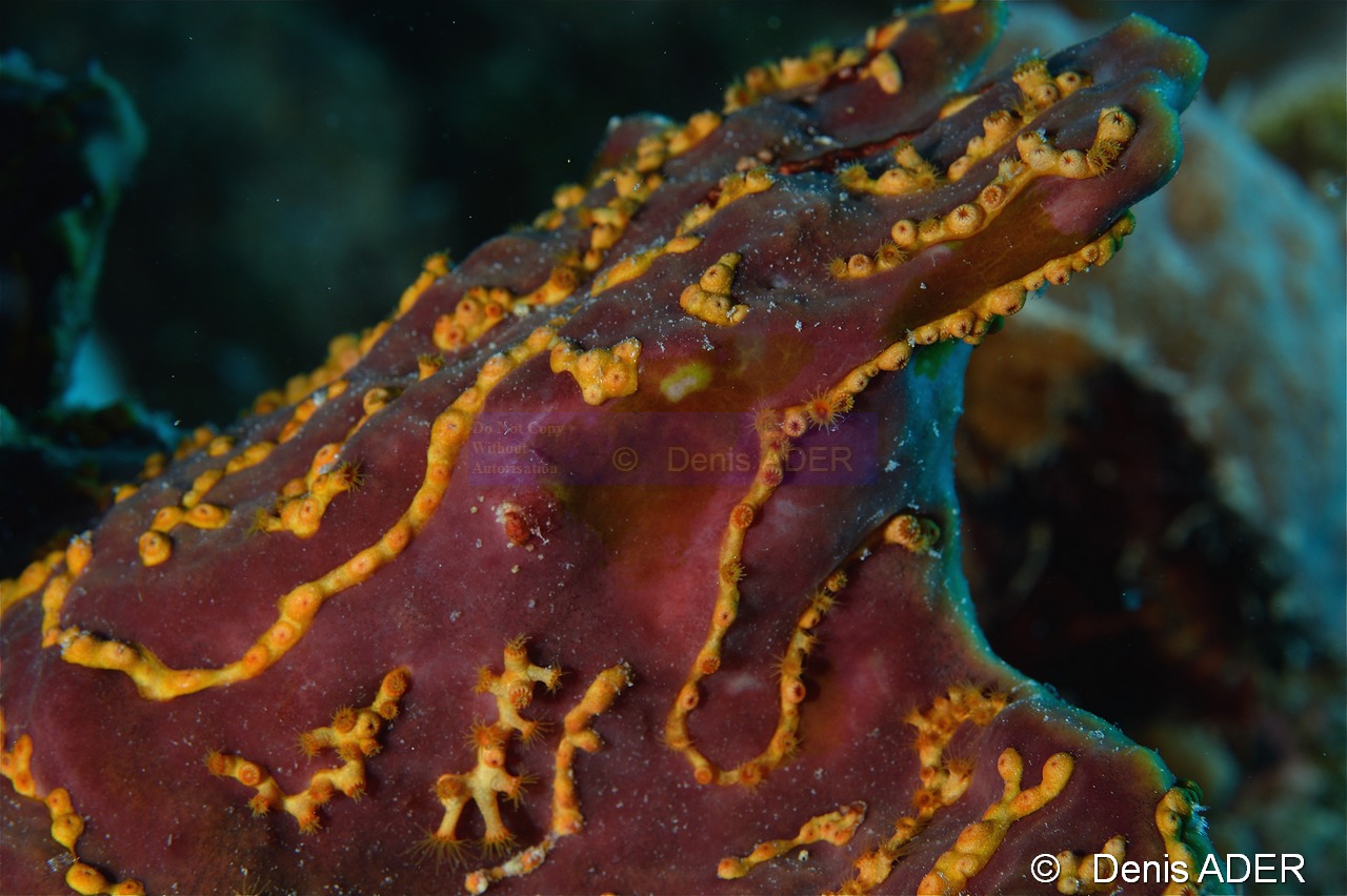 Agelas dispar Parazoanthus swiftii Zoanthaire des eponges orange-Bonaire Buddy reef-20m-20120217-Denis-ADER-DSC_6254_tn.jpg